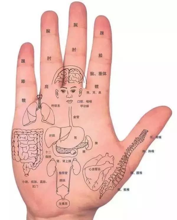 人体全息图集锦留着超级有用,人体部位全息图和反射图pdf