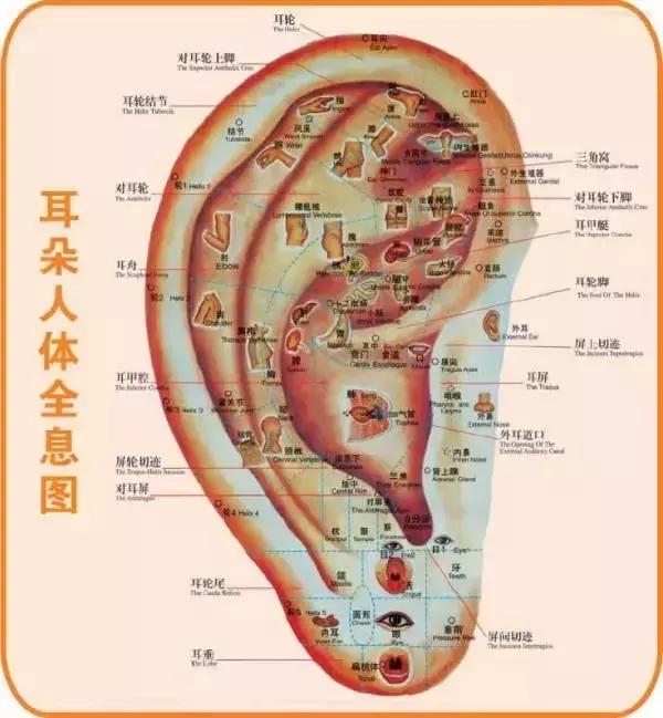 人体全息图集锦留着超级有用,人体部位全息图和反射图pdf
