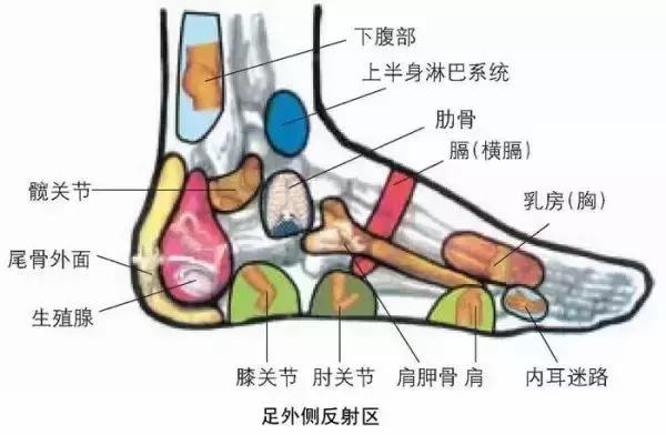 人体全息图集锦留着超级有用,人体部位全息图和反射图pdf