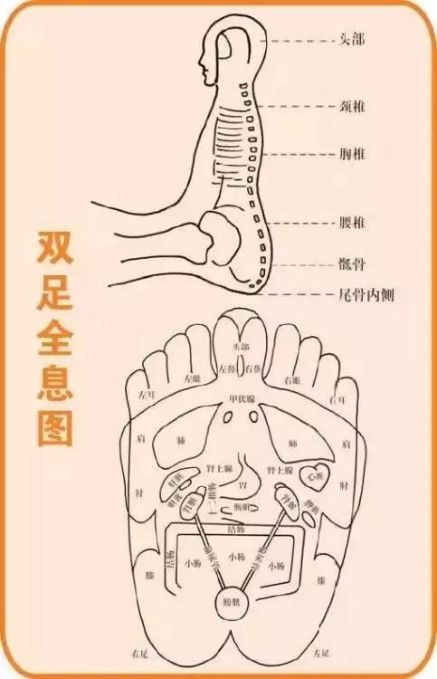人体全息图集锦留着超级有用,人体部位全息图和反射图pdf