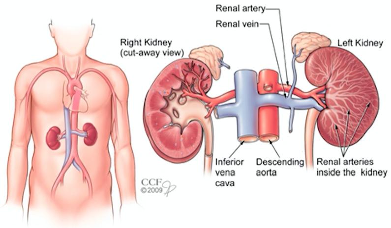 b超肾脏正常肾脏就没问题吗,做一次肾脏的检查
