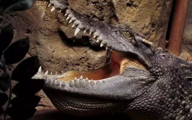 杭州哪可以吃鳄鱼肉,台州鳄鱼肉哪里有得吃