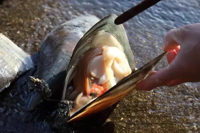 又双叒叕吃人家生殖腺！老不要脸了