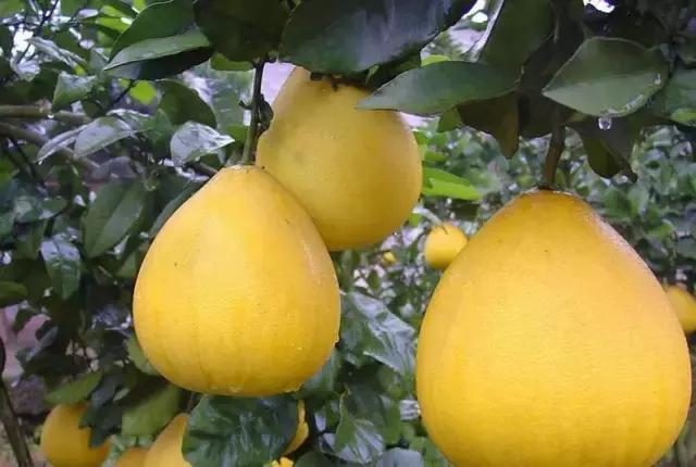 四川房车自驾游营地,四川自驾房车露营