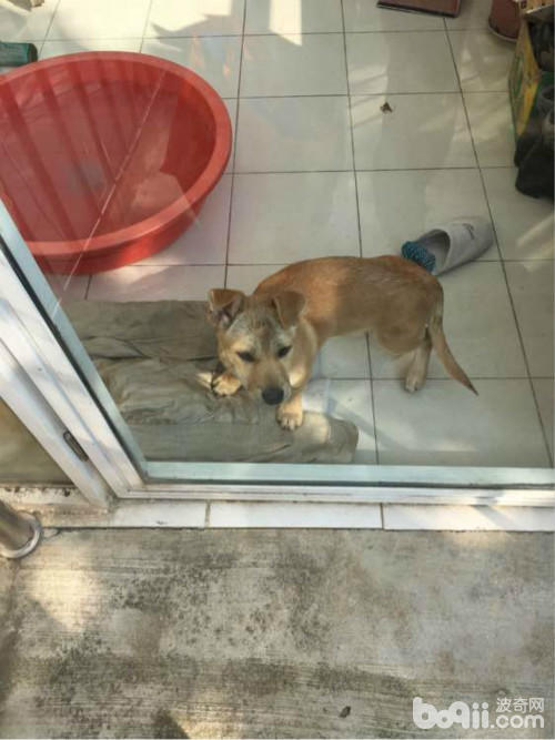 捡了一只土狗养大了,捡了一条流浪狗又把它放走了