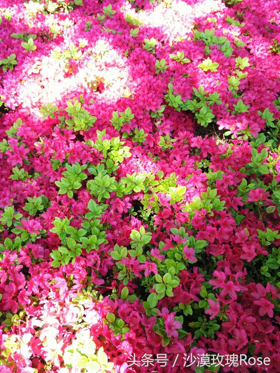 北海道函馆风景,北海道函馆哪里好玩