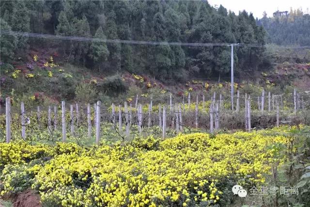 航拍金堂玉皇山,玉皇山登高金堂