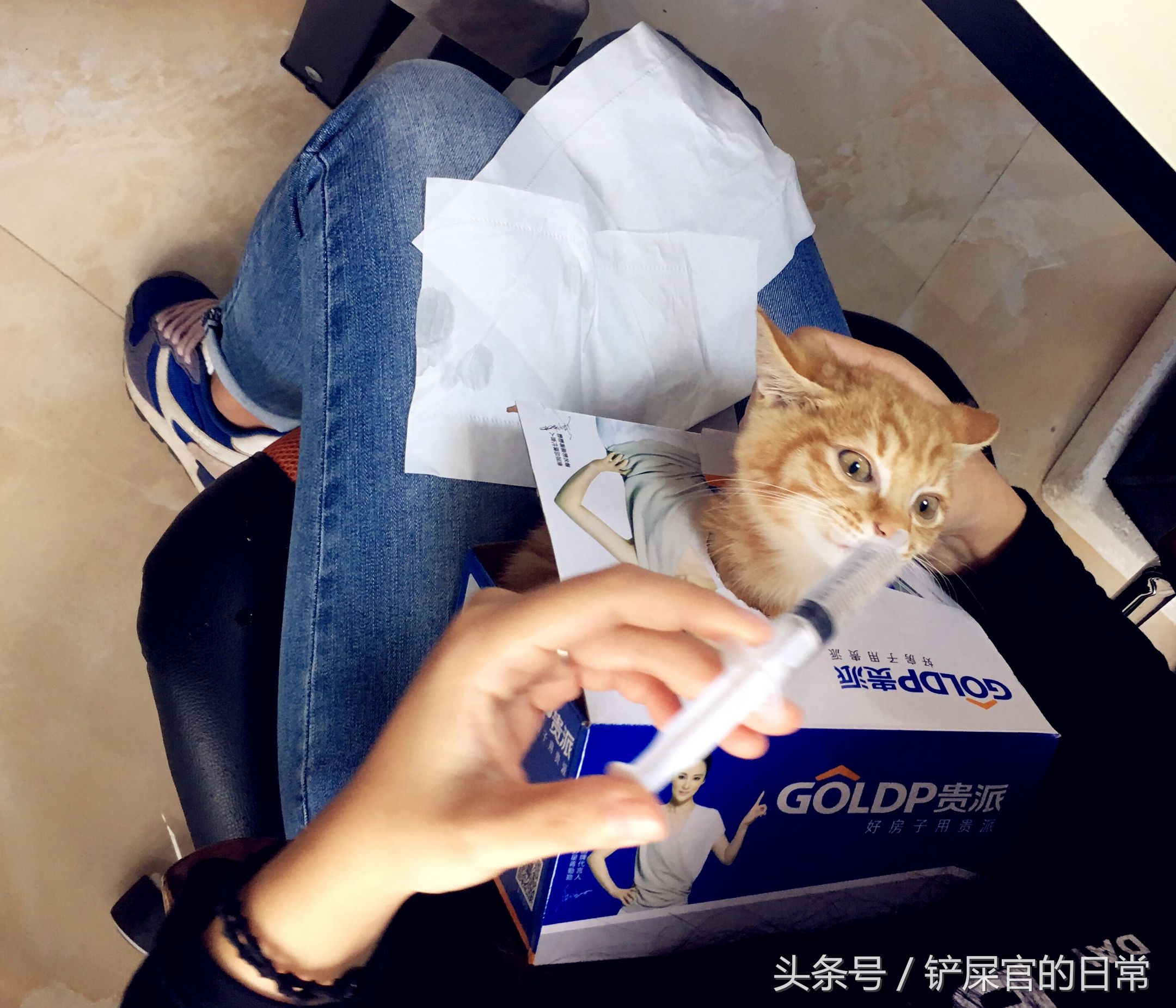 猫瘟喂药好的可能性大吗,猫瘟治疗后的小猫怎么喂食