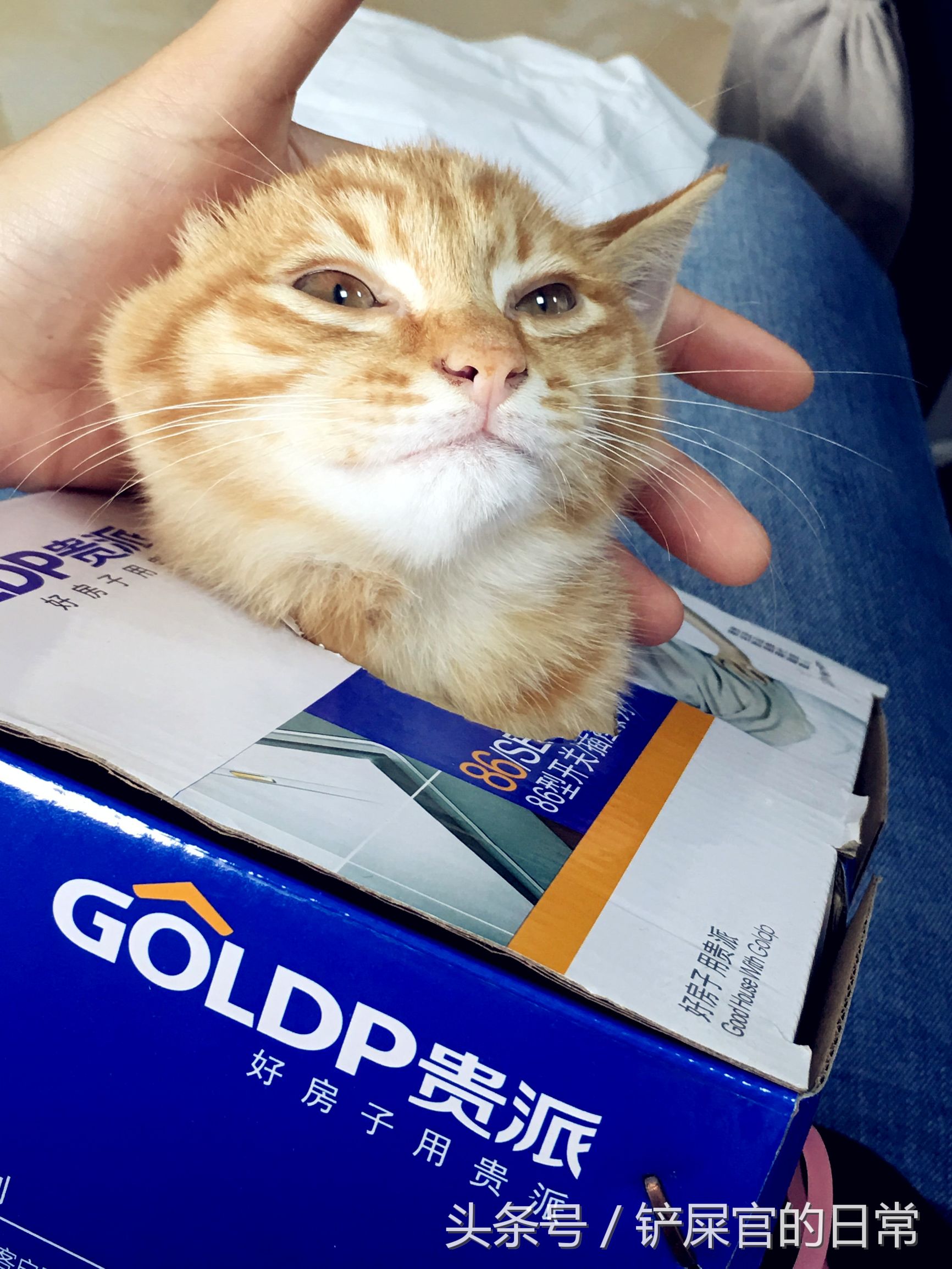 猫瘟喂药好的可能性大吗,猫瘟治疗后的小猫怎么喂食