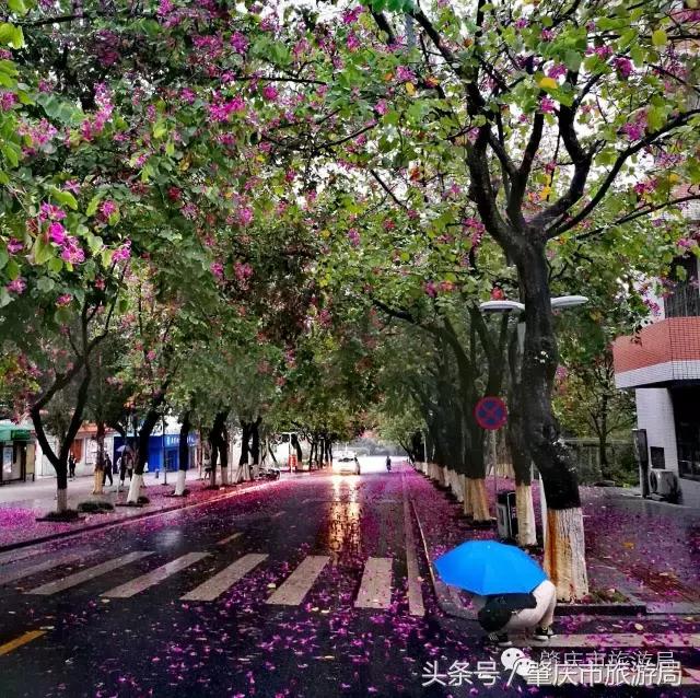 西大下了一场雨，美翻了整个肇庆！