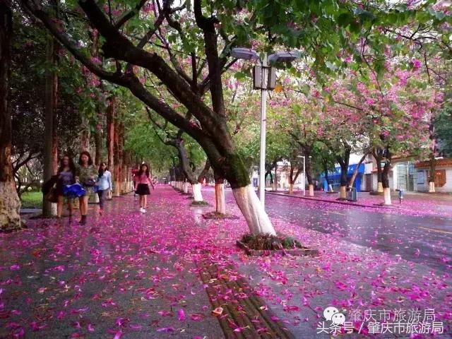 西大下了一场雨，美翻了整个肇庆！