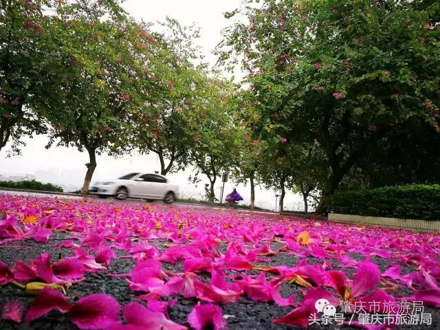 西大下了一场雨，美翻了整个肇庆！