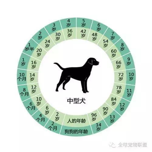 想知道你的狗换算成人的年龄有多大了吗？