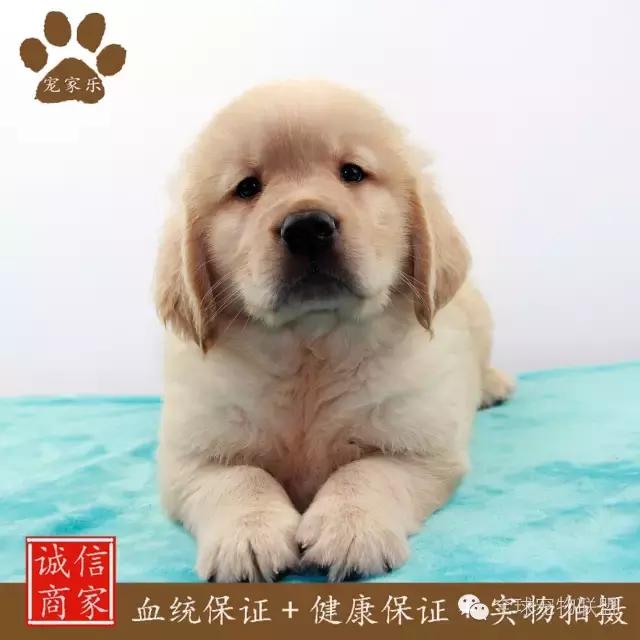 想知道你的狗换算成人的年龄有多大了吗？