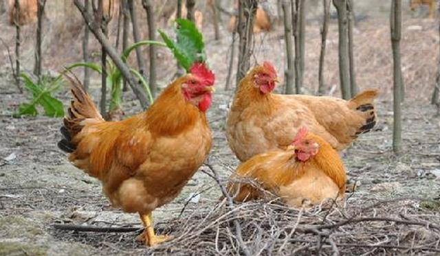 养鸡技术及销路,养鸡技术和销路