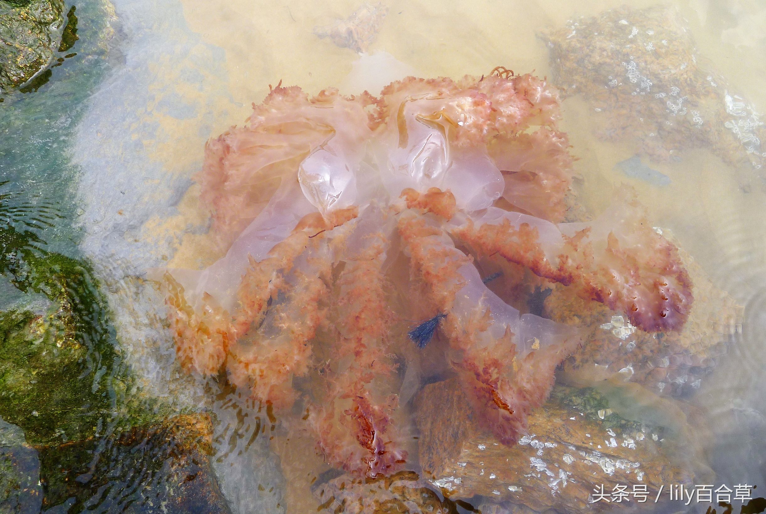 在海边碰到巨型的大海蜇,在海边抓海参然后把它吃掉