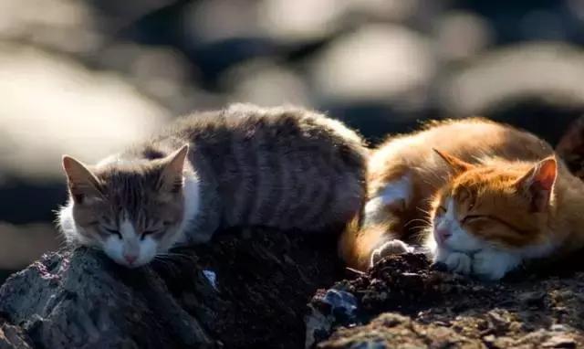 兔子岛猫岛狐狸村，日本这些地方已经被萌宠包围了