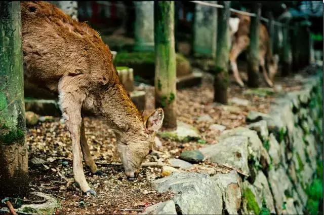 兔子岛猫岛狐狸村，日本这些地方已经被萌宠包围了
