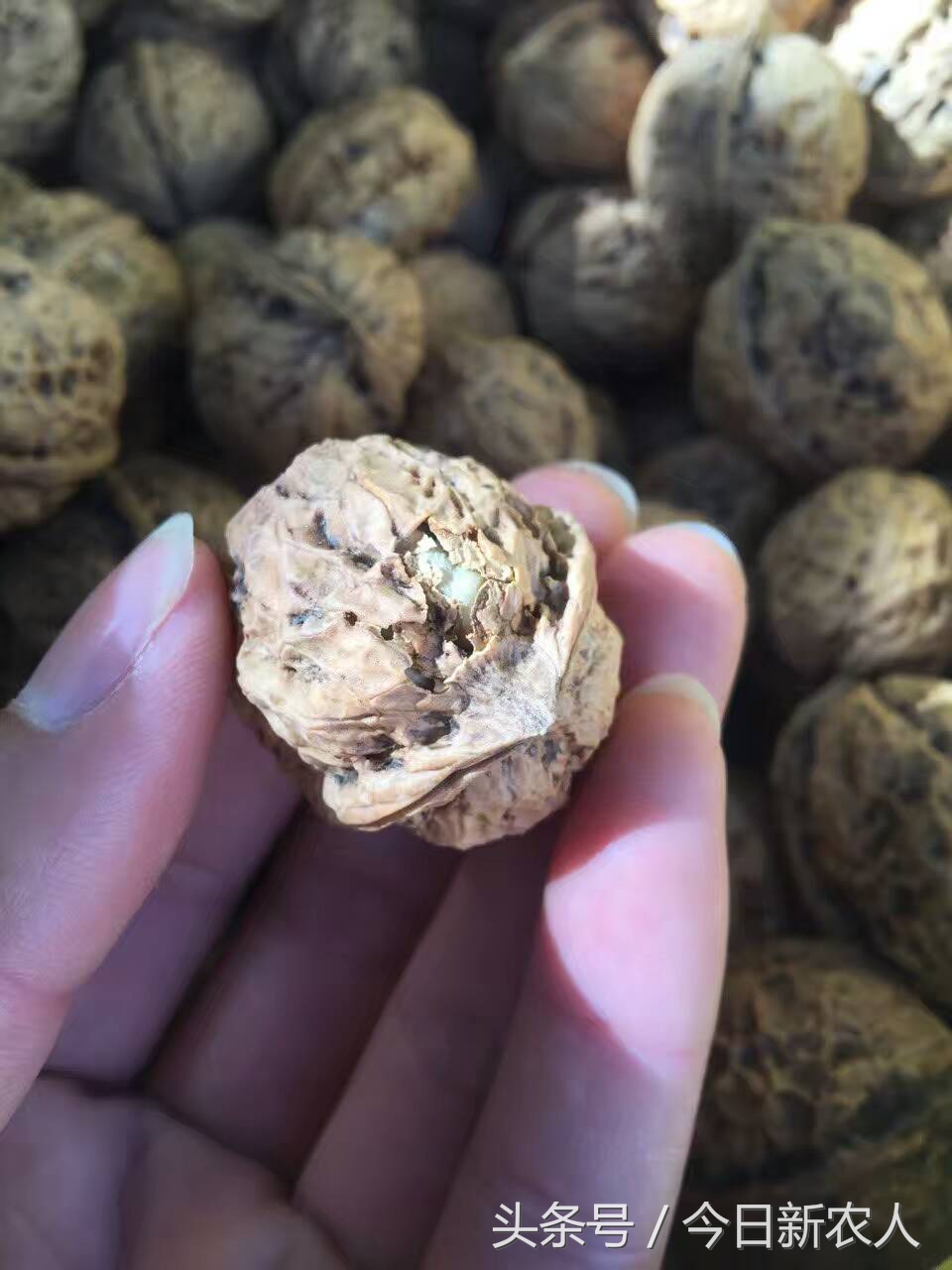 乡村种植农产品有哪些,50亩农田怎么种植多种农产品