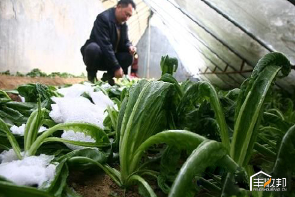 寒潮过后大棚该怎么管,温室大棚遇寒潮