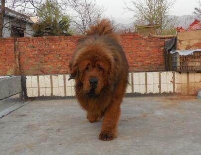 藏獒和比特犬谁能赢,比特犬和藏獒哪只强