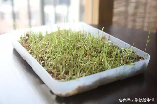 友阿“惠”吃大行动丨这家常德最慢的饮品店，你Get到了吗？