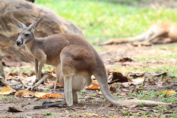 小袋鼠出生需要多久,袋鼠才出生时有多小