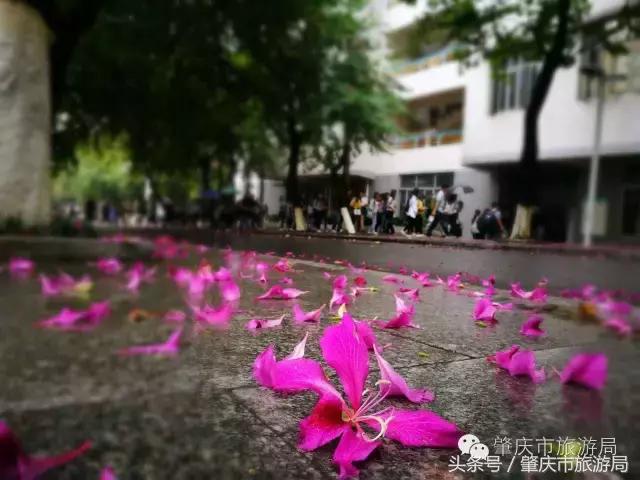 西大下了一场雨，美翻了整个肇庆！