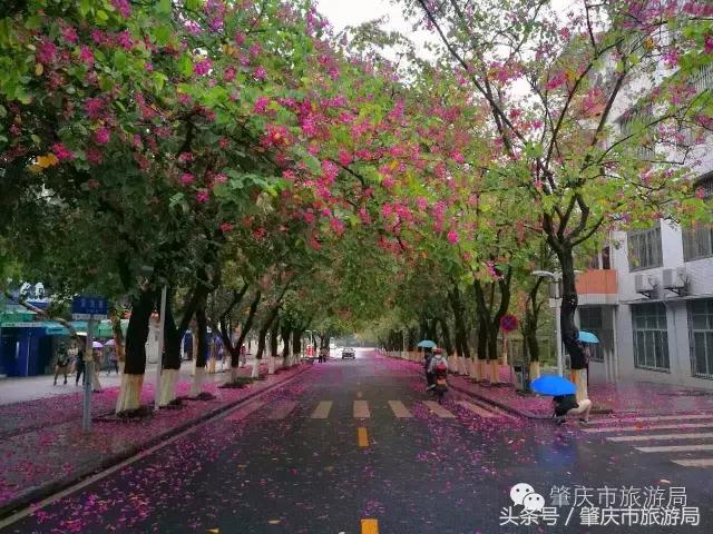 西大下了一场雨，美翻了整个肇庆！