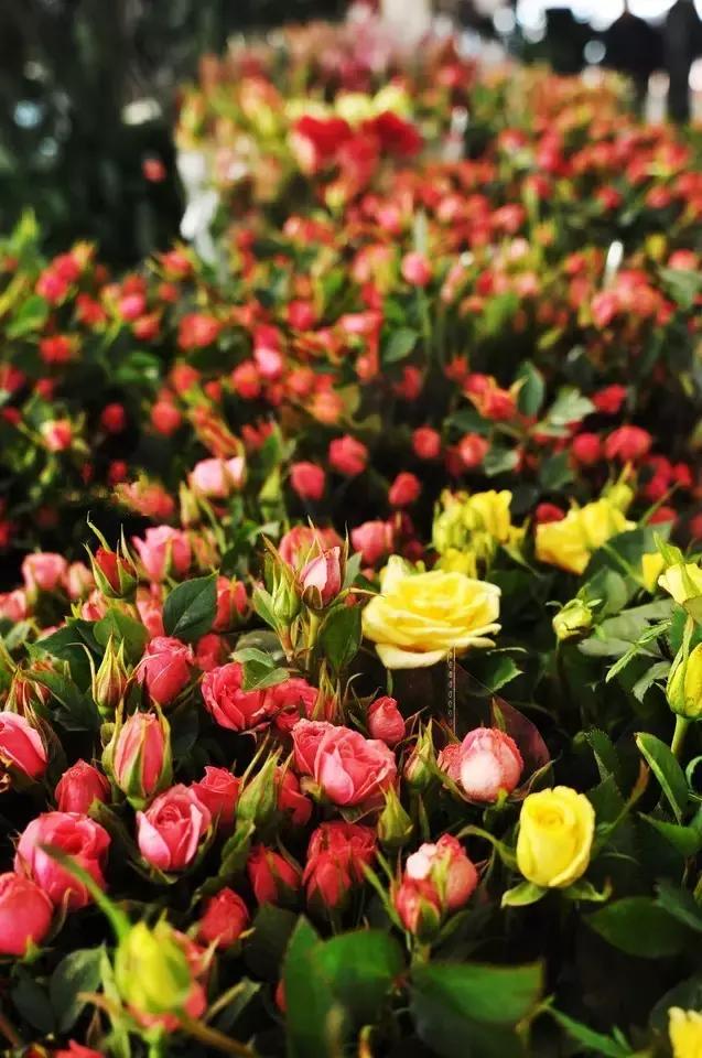 丽江至泸沽湖公路沿途风景,泸沽湖到丽江高速什么时候通车