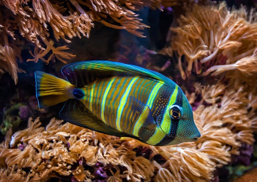 开缸到养水到养鱼新手全程教学,养鱼先养水的秘诀顺口溜