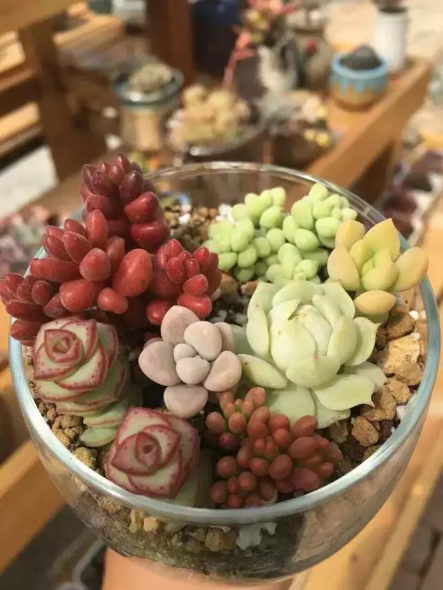 一个爱折腾的90后,多肉90后大叔