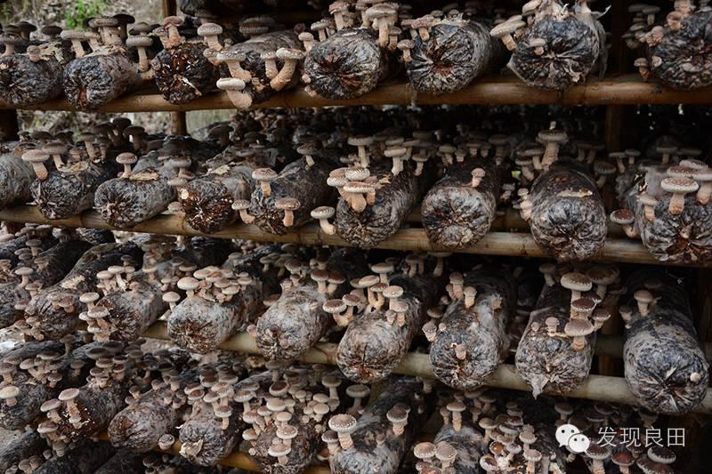 良田路演：景语菇——不忘初心，与梦同行