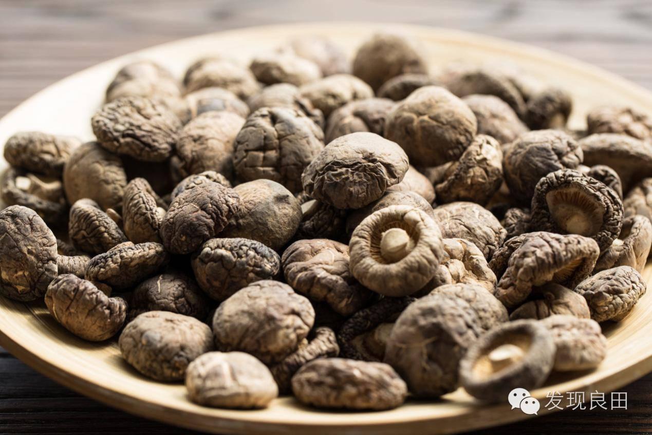 良田路演：景语菇——不忘初心，与梦同行