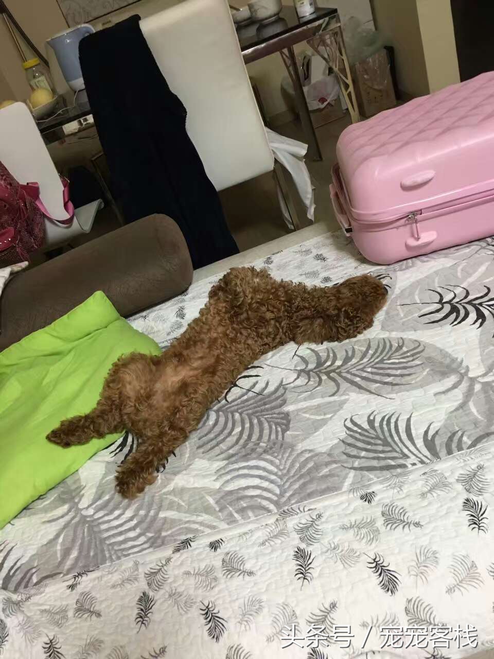 泰迪新睡姿,泰迪的反常行为