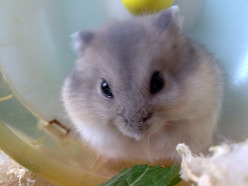 仓鼠走失,仓鼠跑丢了怎么认主人