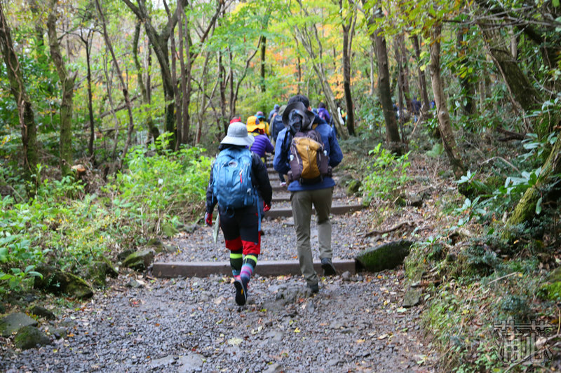 济州岛看枫叶,济州岛枫叶