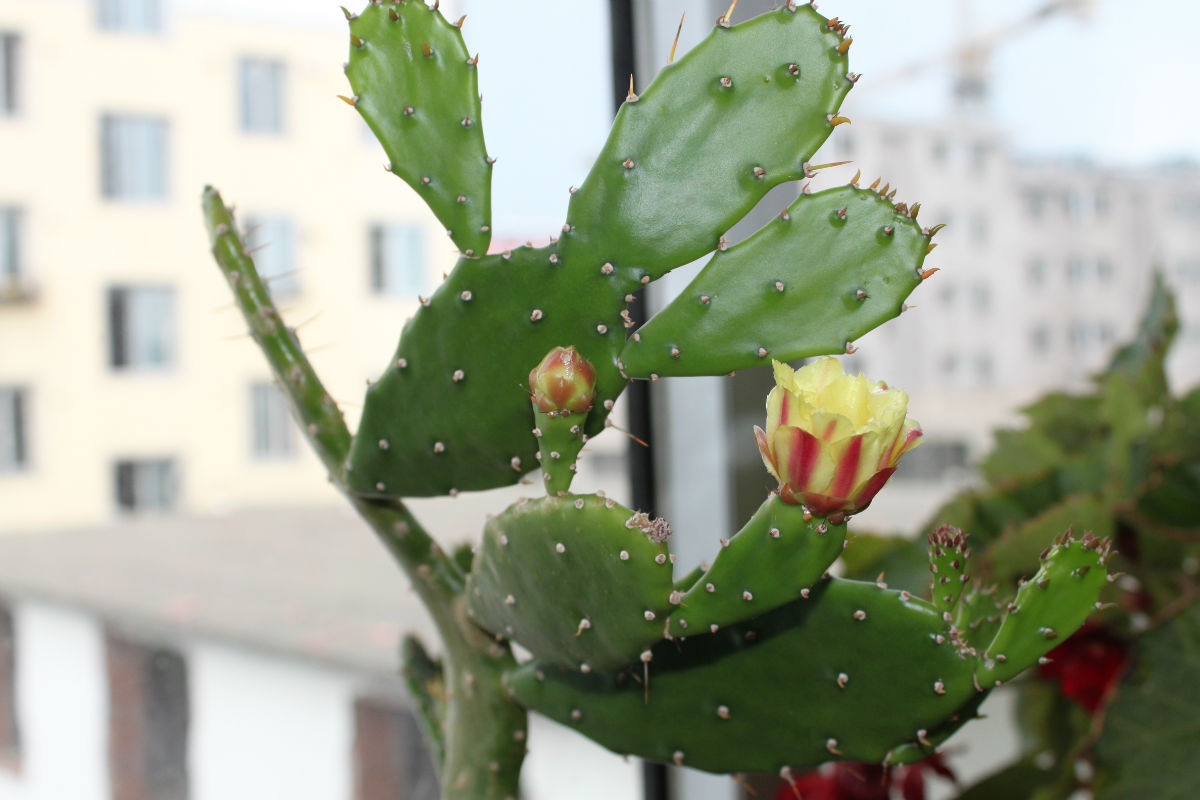 对宠物无害好养的植物,宠物中毒自救小常识