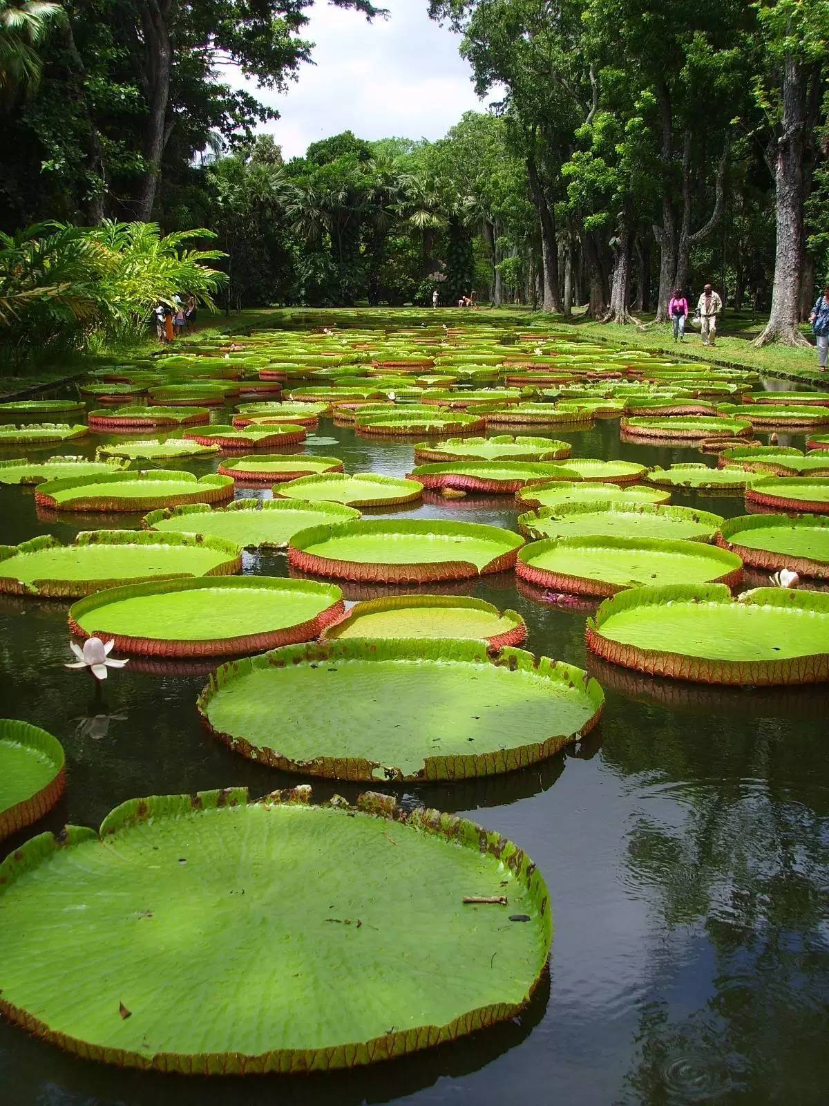 毛里求斯如何玩性价比高,毛里求斯什么东西比较便宜