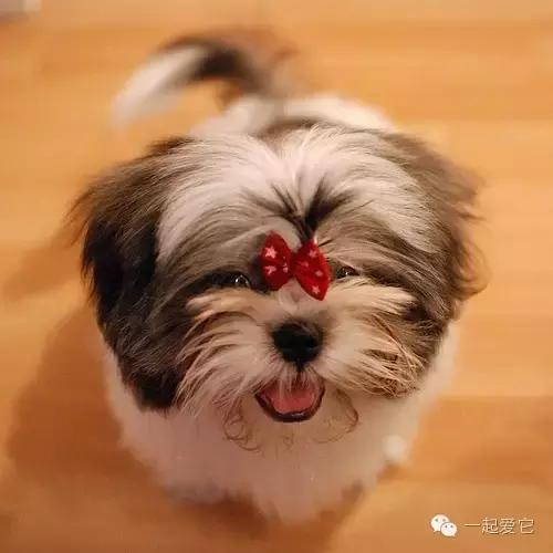 宠知识|狗狗来生理期了？作为家长的你知道吗？