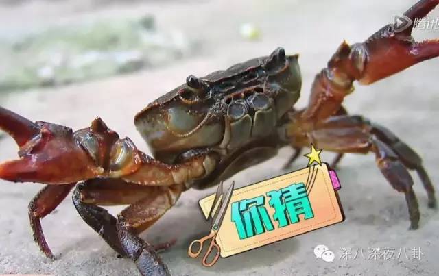 孙杨和张继科的比赛视频,孙杨和张继科谁帅