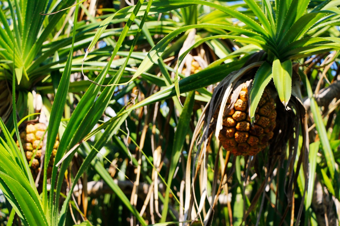 说走就走的三亚行,一场说走就走的三亚之旅