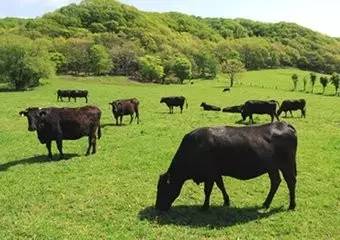 饭盒食品级日本,昭和三年饭盒
