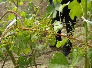 葡萄药害怎么解决,葡萄幼果药害