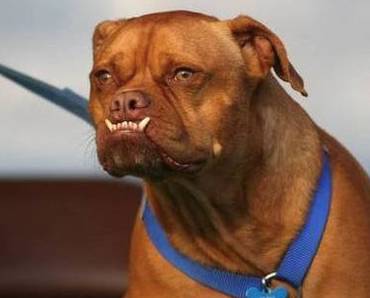 泰迪为什么会有两排牙呢,泰迪双排牙怎么办