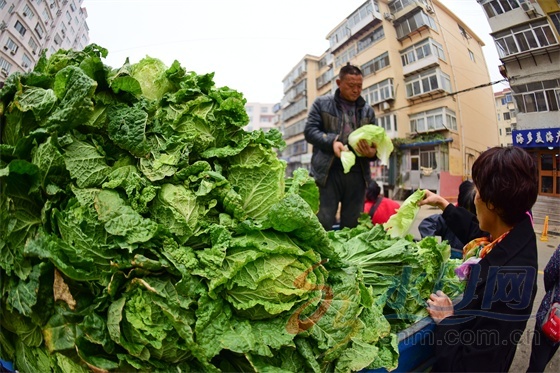 冬储菜批发价,白菜价格大葱价格