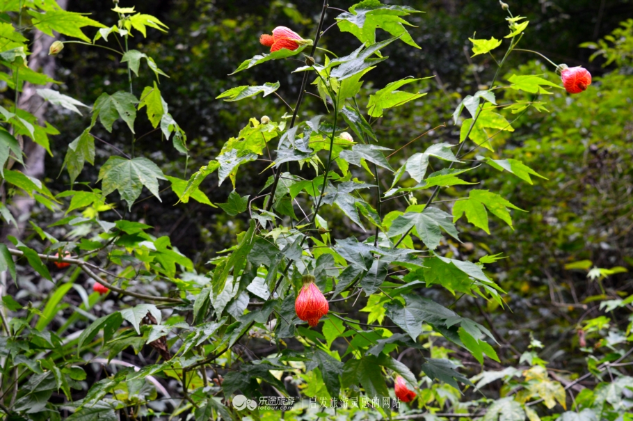 广西贺州姑婆山之景,贺州姑婆山云中仙境