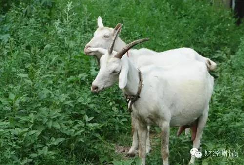 羊奶粉里加牛奶粉吗,羊奶粉牛奶粉混吃有影响吗