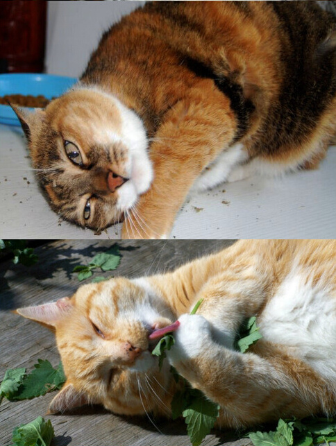 猫咪吃完猫薄荷后的表情,猫咪吃硬猫粮的奇怪表情