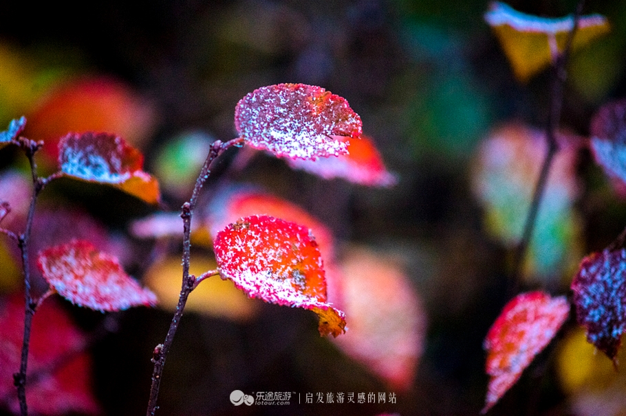 秋季到塞罕坝怎么样,秋天的童话坝上金秋